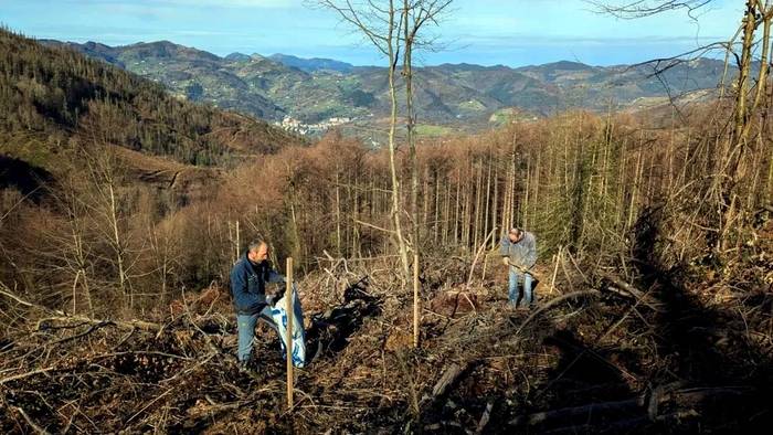 Bertoko zuhaitz espezieak landatzeko bi lursail erosi ditu Elgoibarko Baso Biziak elkarteak