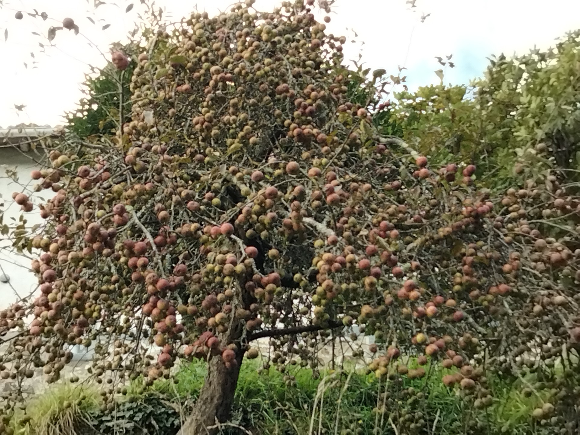 Sagarrez mukuru