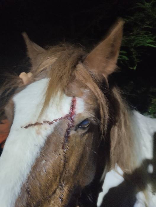 Euren zaldiak lapurtzen saiatu direla salatu dute bi herritarrek Ertzaintzan