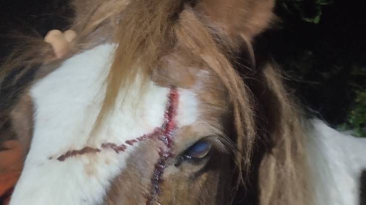 Euren zaldiak lapurtzen saiatu direla salatu dute bi herritarrek Ertzaintzan