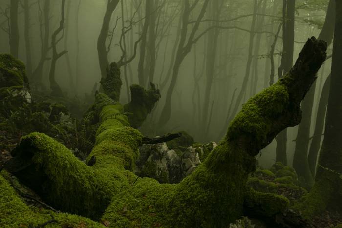 "Basografia" hitzaldiarekin hasiko dute Gure Natura Ezagutzen ekimena ostegunean