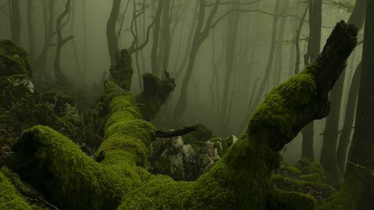 "Basografia" hitzaldiarekin hasiko dute Gure Natura Ezagutzen ekimena ostegunean