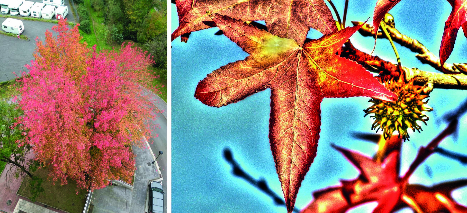 Erretsundiko likidanbarrak - Liquidambar styraciflua