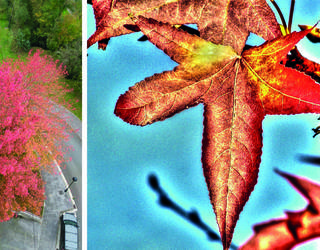 Erretsundiko likidanbarrak - Liquidambar styraciflua