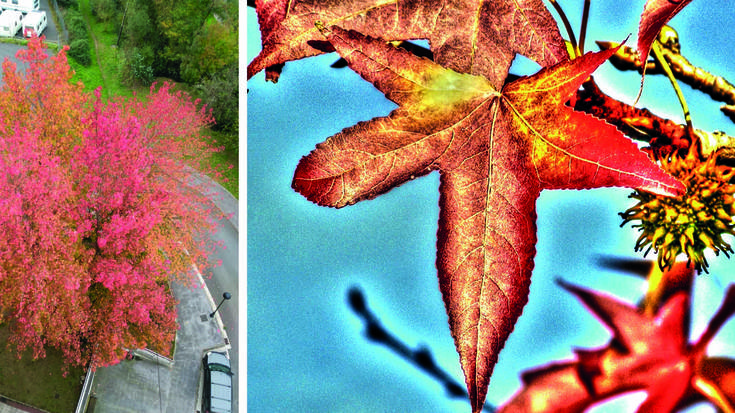 Erretsundiko likidanbarrak - Liquidambar styraciflua