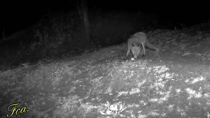 Frantziska Iraolagoitia (Iribe baserria): "Kamerak gauez martxan jartzeko programatuta daude, zein animalia etortzen den ikusteko"