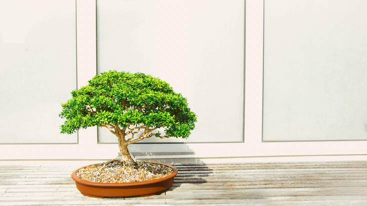 Bonsai hastapen tailerra