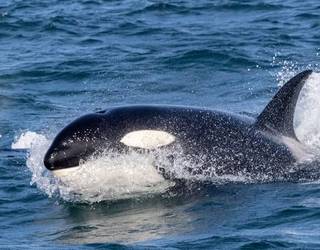 Orka talde batek belaontzi bat erasotu du Debako uretan