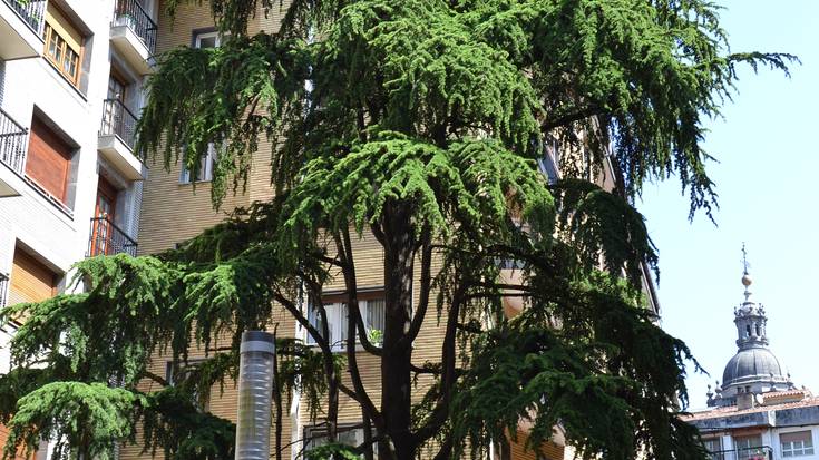 Elgoibarko zedroak: Atlaseko zedroa eta Himalaiako zedroa