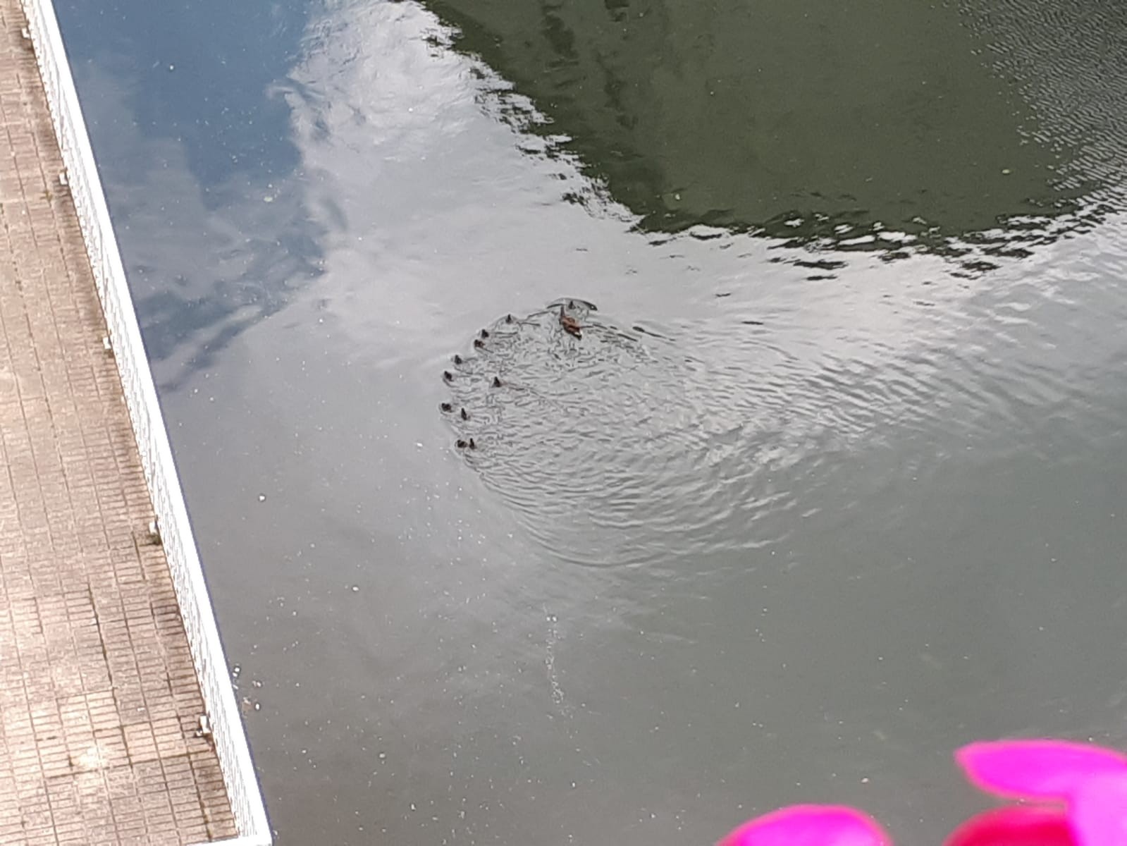 Kumeak eta jaiotzear direnak ibaian