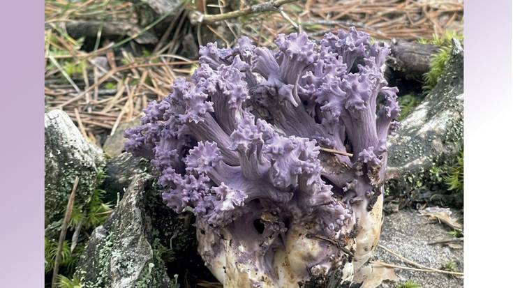 Mikologiaren Jardunaldiak