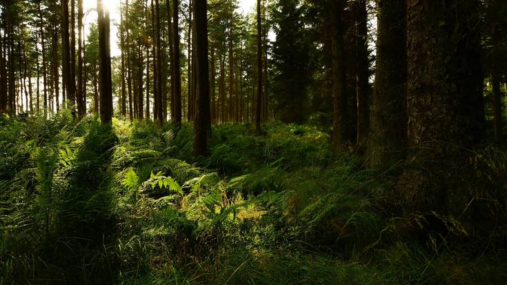 Bisita gidatua: 'Oihan tropikal bat Geoparkean?'