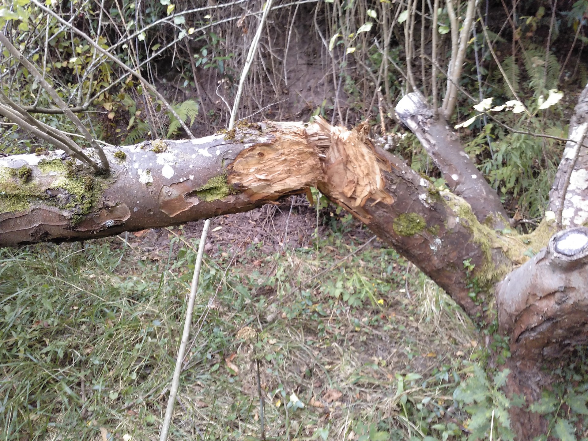 Sagarrak lapurtu, sagarrondoak eta lurra izorratu…