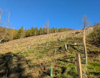 Muskiritzuko mendilerroan basoberritze lanekin jarraitzeko beste dirulaguntza bat eskuratu du Soraluzeko udalak