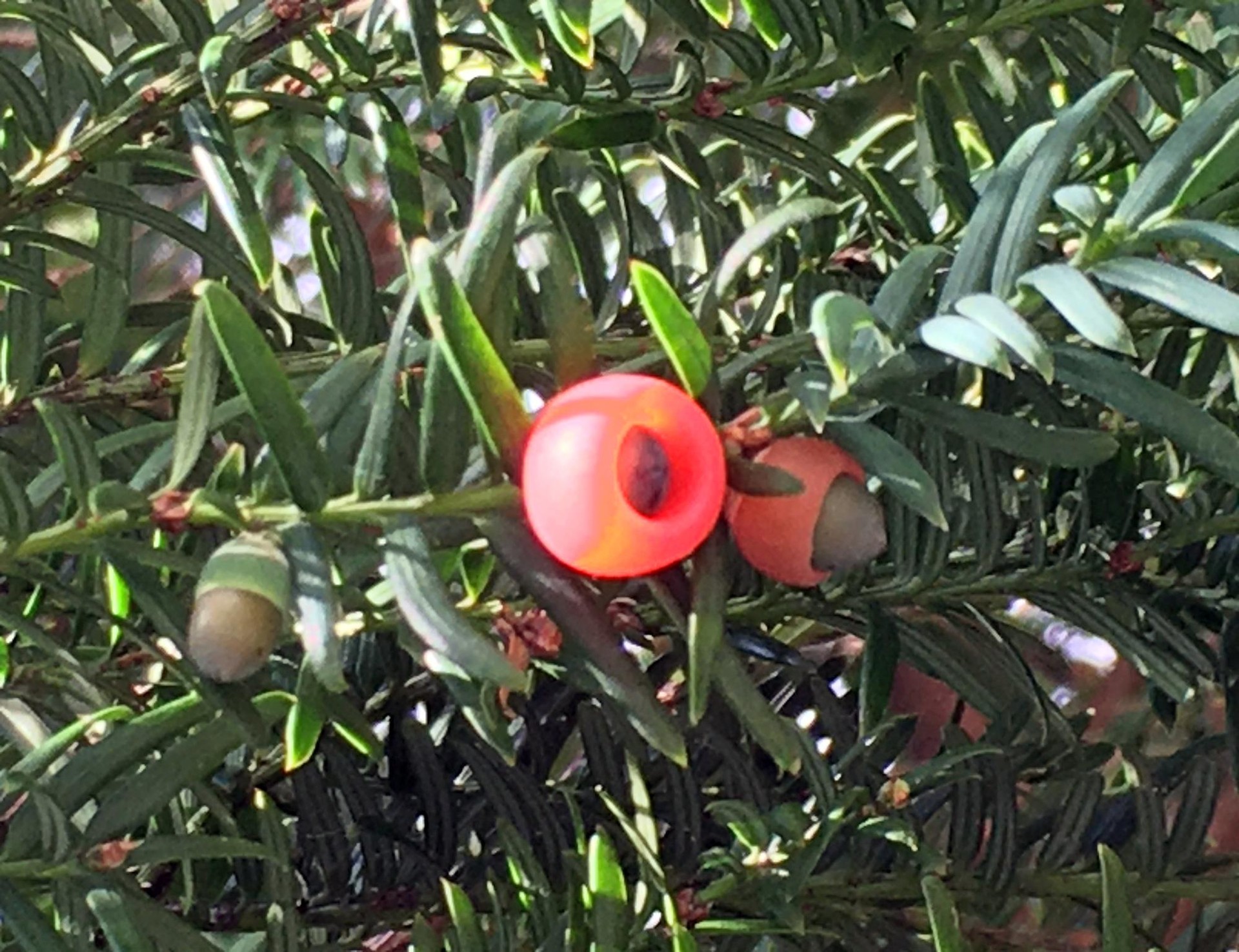 Giza Eskubideen parkeko haginak (Taxus baccata)