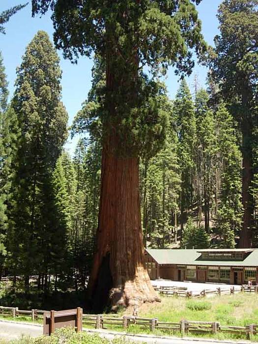 Sequoia, zuhaitz erraldoia. Ameriketako Estatu Batuetan ...dena handiena edo hoberena izan behar...