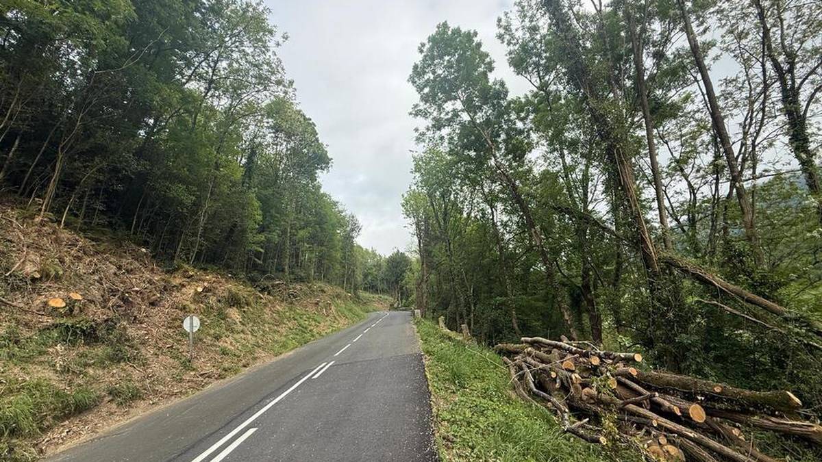 Azkaraterako errepide bazterreko zuhaitz mozketarekin kezkatuta