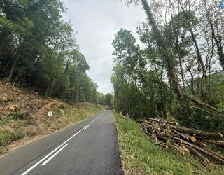 Azkaraterako errepide bazterreko zuhaitz mozketarekin kezkatuta