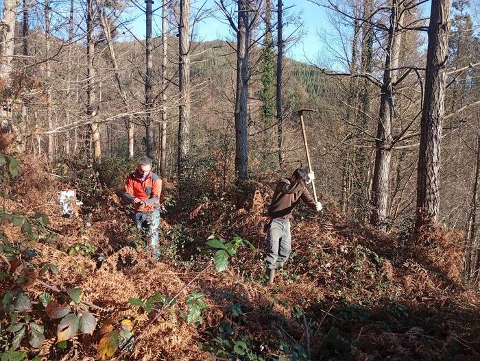 200 zuhaitz landare sartu dituzte Gaztandolan, gaixotutako pinadi baten