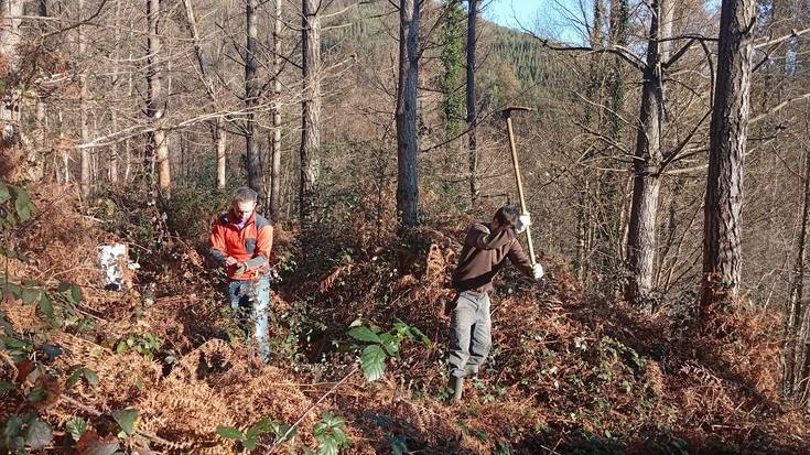 200 zuhaitz landare sartu dituzte Gaztandolan, gaixotutako pinadi baten