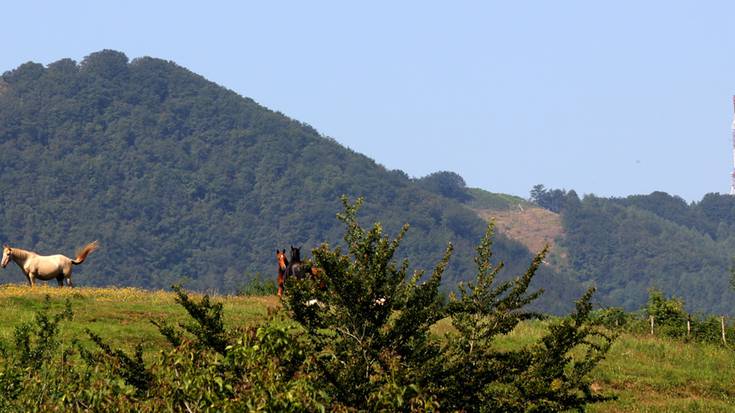 Debemenen bitartez, landa eremua sustatu eta garatzeko diru laguntzak