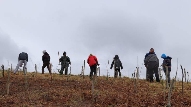 Bertako 500 zuhaitz landatuko dituzte Itziarren, Andutz mendiko lursailetan