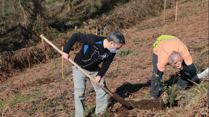 Haritzak, basasagarrak… landatu dituzte Gizaburuagan