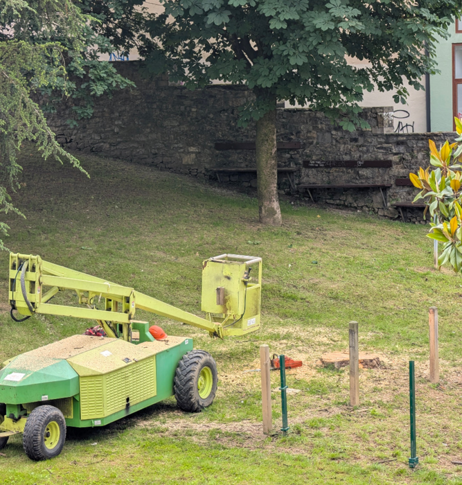 Gaixo zegoen Valdespinako magnolioa bota dute