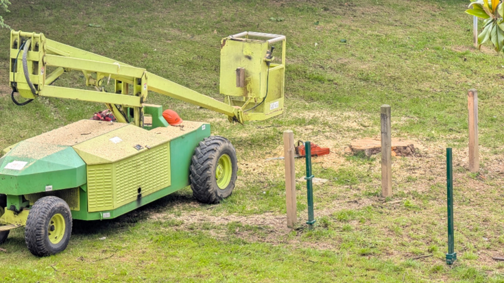 Gaixo zegoen Valdespinako magnolioa bota dute
