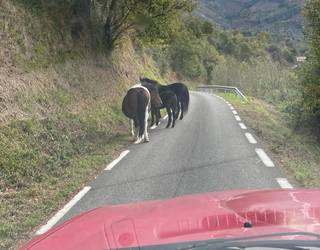 Erromarak zabalik eta zaldiak eta ingurukoak arriskuan