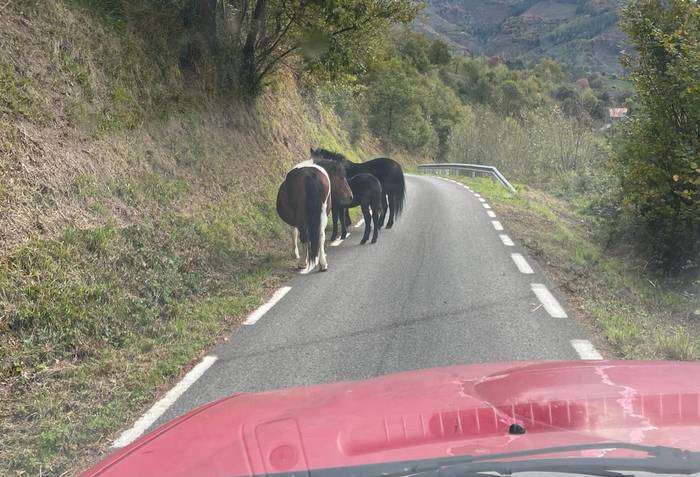 Erromarak zabalik eta zaldiak eta ingurukoak arriskuan
