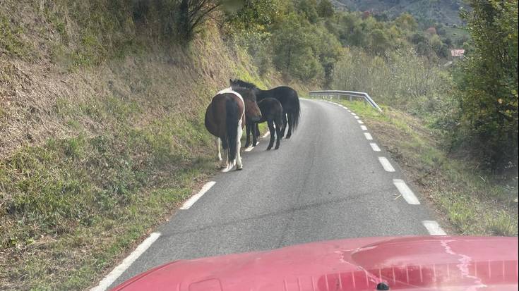 Erromarak zabalik eta zaldiak eta ingurukoak arriskuan