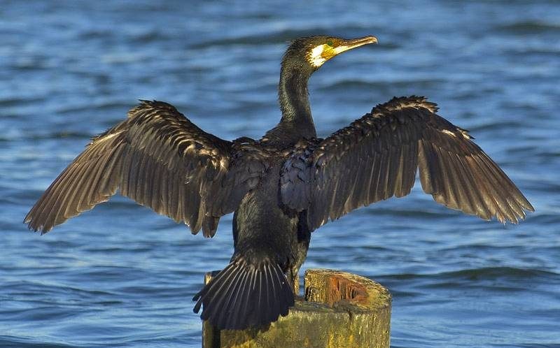Hegaztiak behatzen ikasteko irteera gidatua antolatu du Geoparkeak otsailaren 6rako