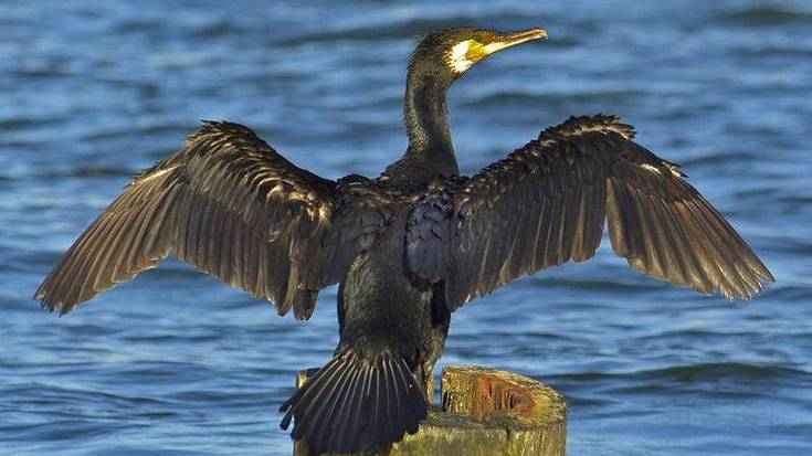 Hegaztiak behatzen ikasteko irteera gidatua antolatu du Geoparkeak otsailaren 6rako