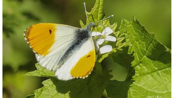 Mugarriko tximeleta