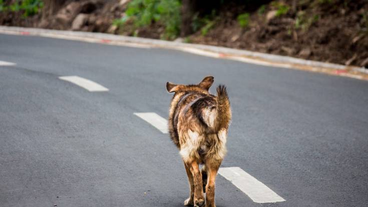 Kalean dauden animaliak jaso eta Animalien Ongizaterako Zentrora eramatearen tasa arautzen duen ordenantza onartu du Mankomunitateak