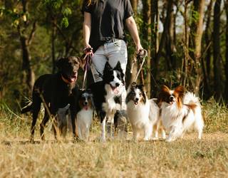 Animalien zaintza arduratsua sustatzeko kanpaina abiarazi du Debako Udalak