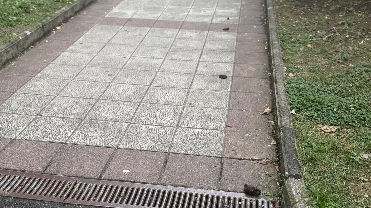 Kaka ilara lurrean lagata