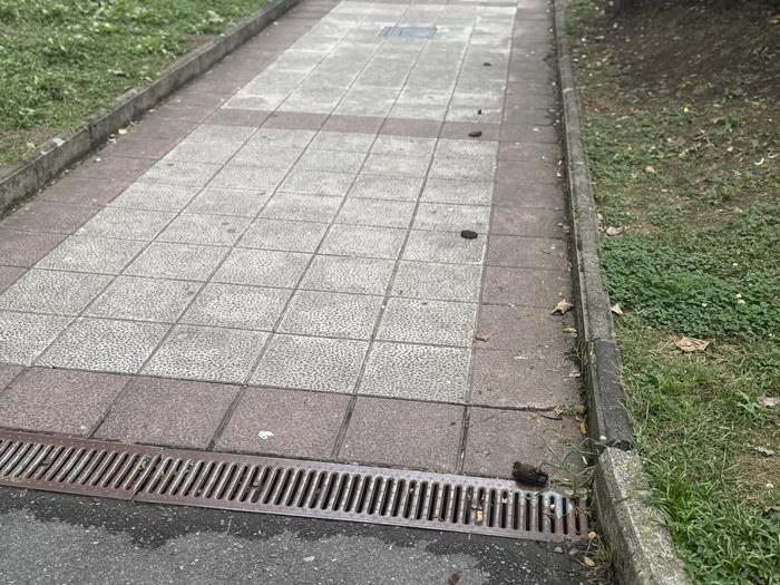 Kaka ilara lurrean lagata