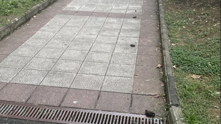Kaka ilara lurrean lagata