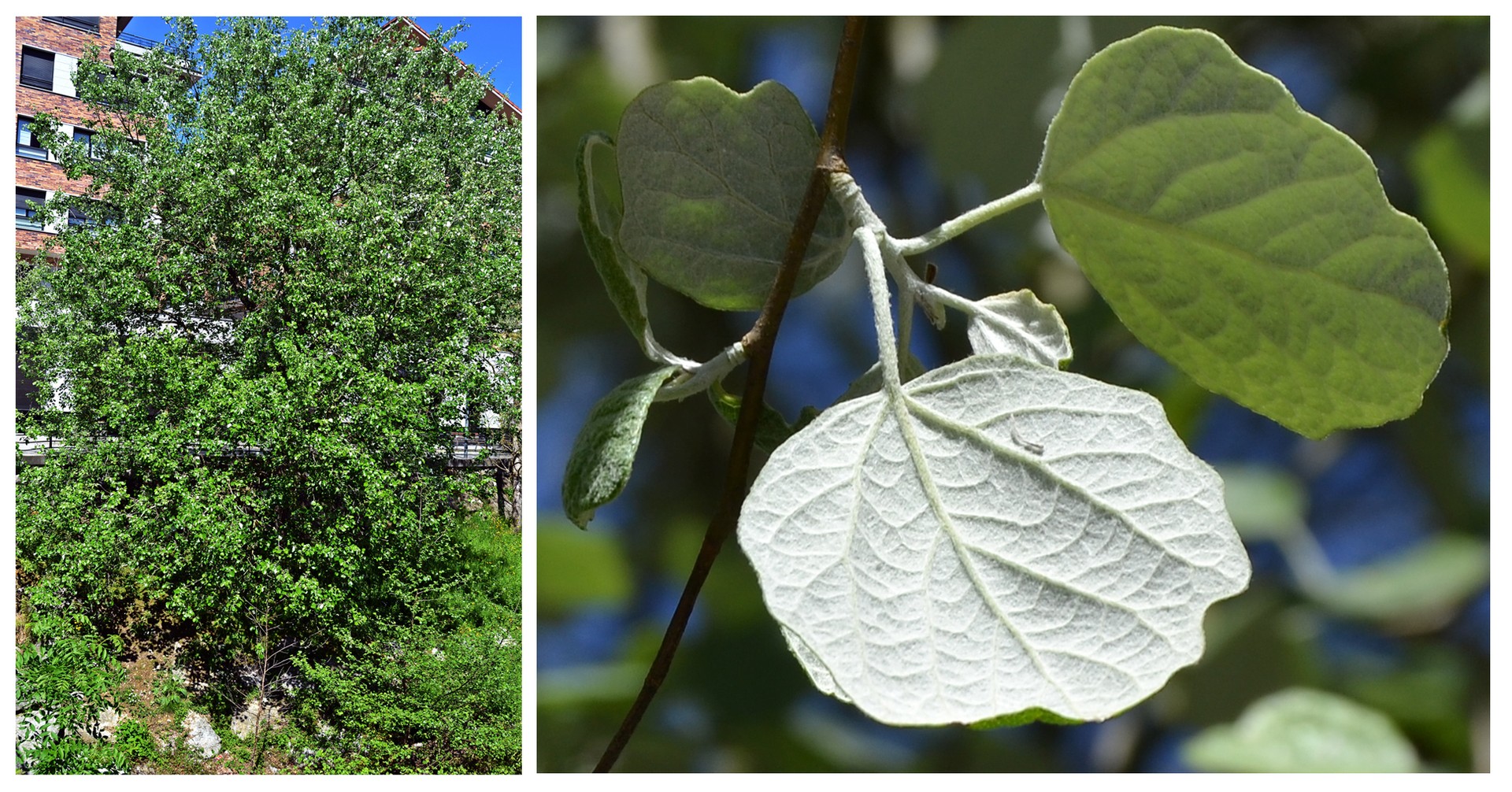 Errotaberriko lertxunak-Populus tremula