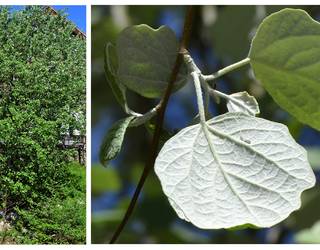 Errotaberriko lertxunak-Populus tremula