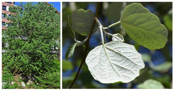 Errotaberriko lertxunak-Populus tremula
