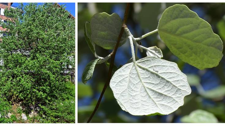 Errotaberriko lertxunak-Populus tremula
