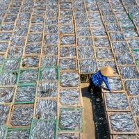Marea Gora hitzaldia: '¿Cuantos peces hay en el mar?'
