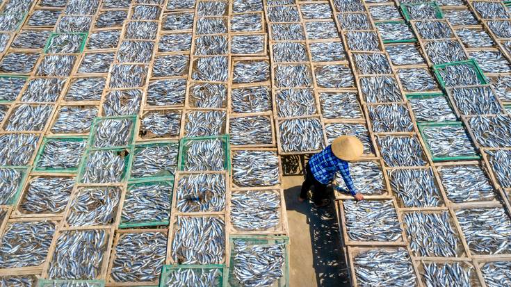 Marea Gora hitzaldia: '¿Cuantos peces hay en el mar?'