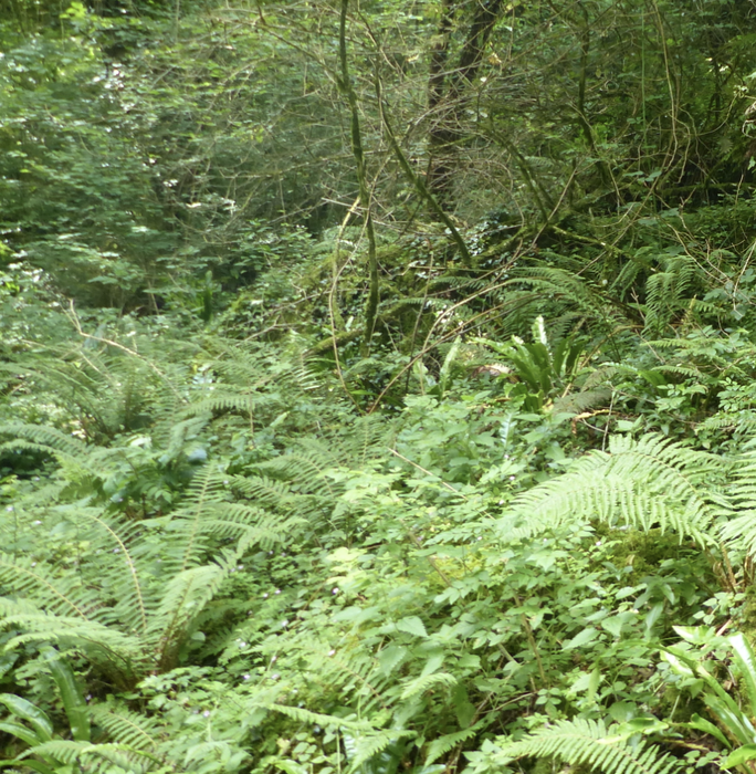 Tantai Baso Jabe Kooperatibaren hitzaldia