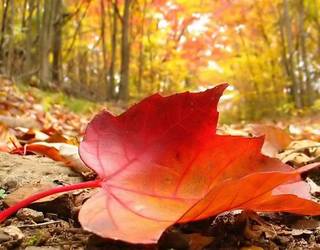 'Osasuna eta udazkena' izenburuko hitzaldia antolatu dute Elgoibarko jubilatuen biltokian martitzenerako