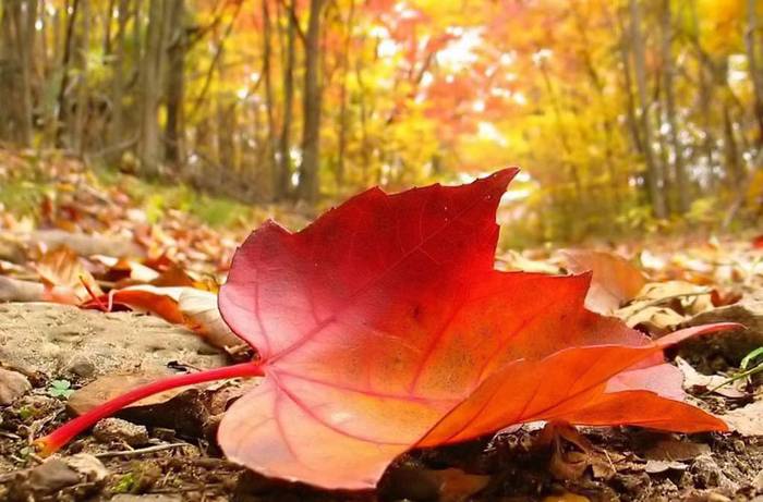 'Osasuna eta udazkena' izenburuko hitzaldia antolatu dute Elgoibarko jubilatuen biltokian martitzenerako