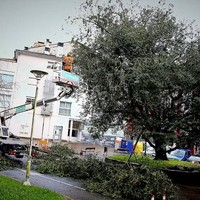 Herri barruko arboladia kudeatzeko plana aurkeztuko du bihar, hilak 6, Mendaroko Udalak
